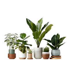 Decorative house plants in pots, no background