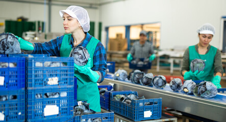 Confident young female worker of vegetable sorting and processing factory arranging selected red...