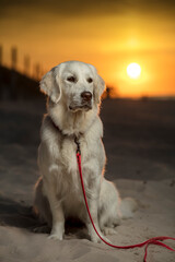 Młody pies, szczeniak rasy Golden Retriever siedzący na piaszczystej plaży o zachodzie słońca. W oddali białego psa, zachodzące słońce. Pies siedzi i patrzy w prawą stronę.  - obrazy, fototapety, plakaty