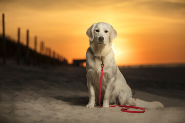 Młody pies, szczeniak rasy Golden Retriever siedzący na piaszczystej plaży o zachodzie słońca. W oddali białego psa, zachodzące słońce . Pies patrzy na wprost, w obiektyw aparatu.  - obrazy, fototapety, plakaty