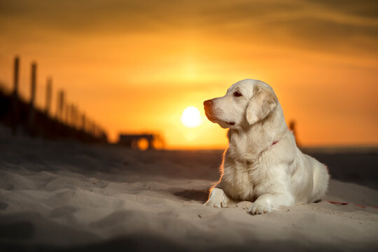 Fototapeta Młody pies, szczeniak rasy Golden Retriever leżący na piasku, na plaży o zachodzie słońca. W oddali białego psa, zachodzące słońce. Pies leży na plaży i patrzy w lewo. Lewy profil pyska.