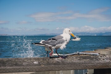 Seagull on Pier with Splashing Water and Ocean in the Background