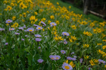 Astor and Sun Flowers Carpet Hill Side High In The Teton Range