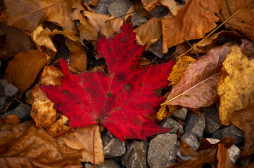 Naklejka na ściany i meble Bright Red Leaf on Forest Floor in Fall