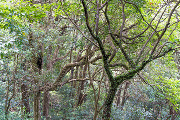 Large bare tropical tree trunks with moss growing on in a Hong Kong forest on a sunny day