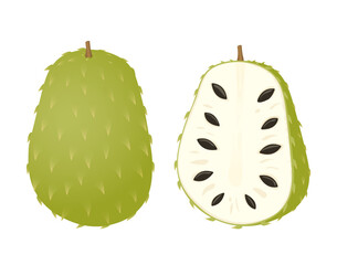 Vector soursop, guanabana or graviola whole and cut fruit isolated on white background