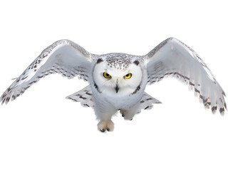 Transparent Snowy Owl's Hunting Stare
