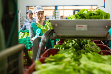 Asian woman worker in apron standing at conveyor in vegetable factory and sorting lettuce co-workers.