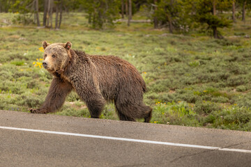 Grizzly crossing a road