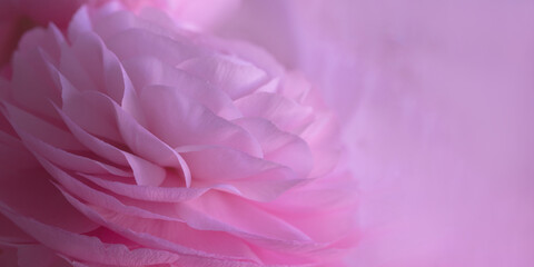 Wide banner with delicate pink macro petals. Beautiful soft tender background of rose ranunculus...