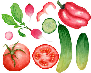 Watercolor collection, radish, pepper, tomatos, cucumber, isolated on white background. For various food products, etc.