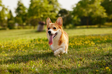Corgi dog pembroke welsh corgi walking outdoor in summer park