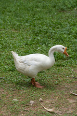 white goose on the grass