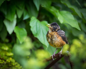 young robin in garden
