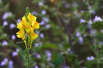 Żółte kwiaty lnicy pospolitej (linaria vulgaris) na tle drobnych niebieskich kwiatów