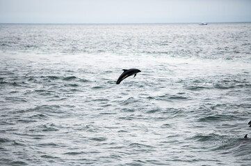 Dolphin jumping in the ocean