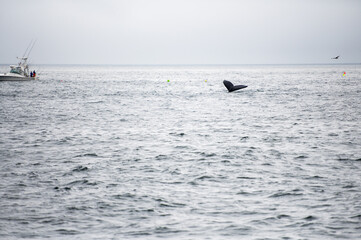 Obraz premium Whale tail in the ocean
