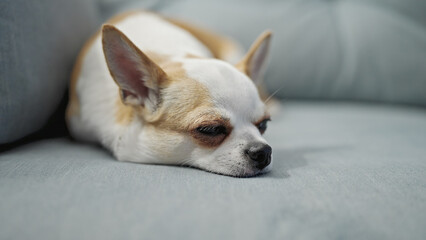 Beautiful chihuahua lying on the sofa