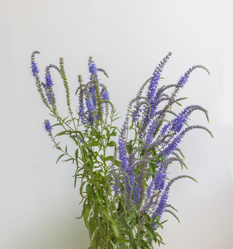 Veronica longifolia   on gray background