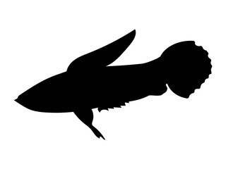 Black silhouette of a fish. Parosphromenus deissneri . Fish icon in profile