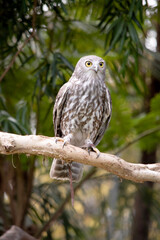 The barking owl has bright yellow eyes and no facial-disc. Upperparts are brown or greyish-brown, and the white breast is vertically streaked with brown