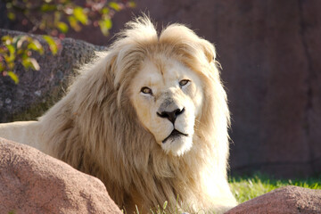 Portrait of a white lion