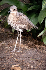 The bush stone curlew has grey-brown feathers with black streaks, a white forehead and eyebrows, a broad, dark-brown eye stripe and golden eyes