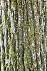 Fototapeta premium Texture of a tree bark