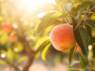 Peaches are ripening in the field. A sunny morning. The fruits are ready to be picked and marketed.