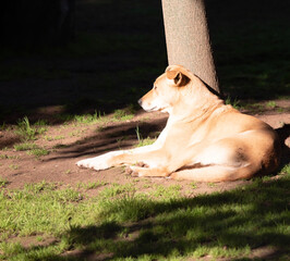 the dingo is an Australian wild dog