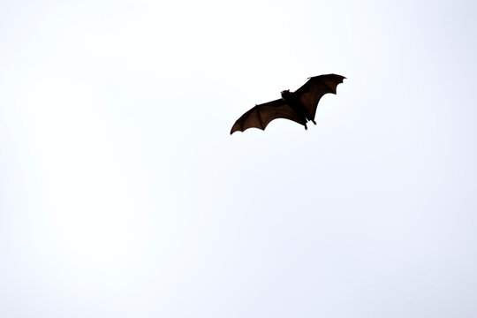 Bats are the only mammals that can fly. Instead of arms or hands, they have wings. The wings have a bone structure similar to the human hand