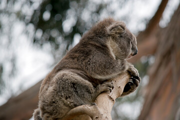 the koala is at the top of the tree, the koala is a marsupial with a big black nose and fluffy ears