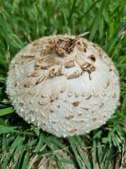 mushroom in the grass