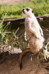 Meerkats take turns standing in a raised lookout position above the burrows so they can see everything and protect their clan while other members are foraging or playing