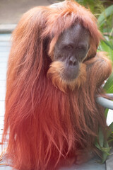 Orangutans are the largest arboreal mammal, spending most of their time in trees. Long, powerful arms and grasping hands and feet allow them to move through the branches.