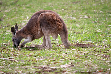 Red kangaroo males tend to be orange red in coloring while females are often blue grey. Both males and females are a lighter whitish color underneath.