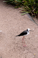 the black winged stilt is a black and white seabird with pink legs.  It has a white head with a narrow black beak white chest and black wings