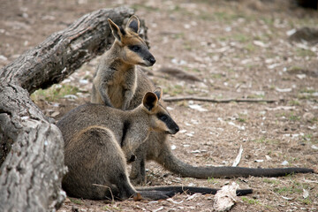 the two swamp wallabies are looking out for danger