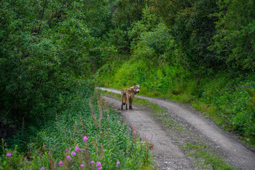 Wolf on the road to the Valley of Ten Thousand Smokes, Katmai National Park, Alaska
