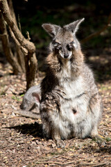 Naklejka na ściany i meble the tammar wallaby is mainly grey and tan arms and white chest