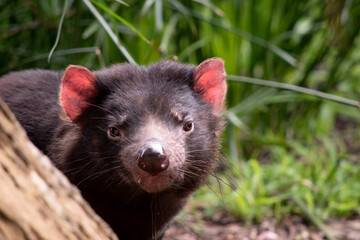 Tasmanian Devils are the size of a small dog. Devils have black fur with a large white stripe across their breast and the odd line on their back