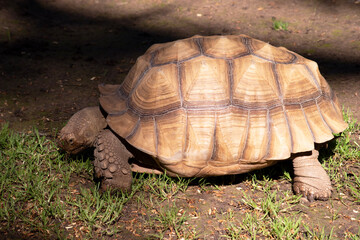 Aldabras Tortoises are one of the world's largest land tortoises