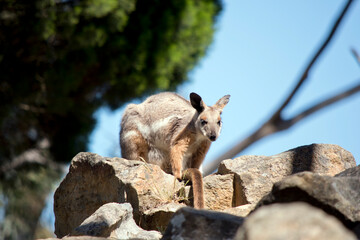 this is a yellow footed rock wallaby stand on a mountain of rocks