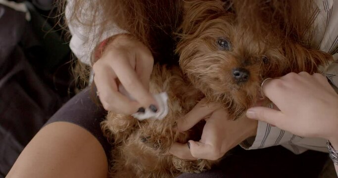 Close up dog little breed. Hostess wiping paws of her dog, Yorkshire Terrier lying on lap. Demonstrates care and affection that people have for their pets. Animal human relationships close up.