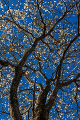 Ipes white tree flowering grove in the municipality of Marilia