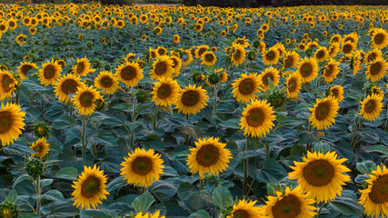 sun flowers in  Prusice