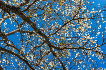 Ipes white tree flowering grove in the municipality of Marilia