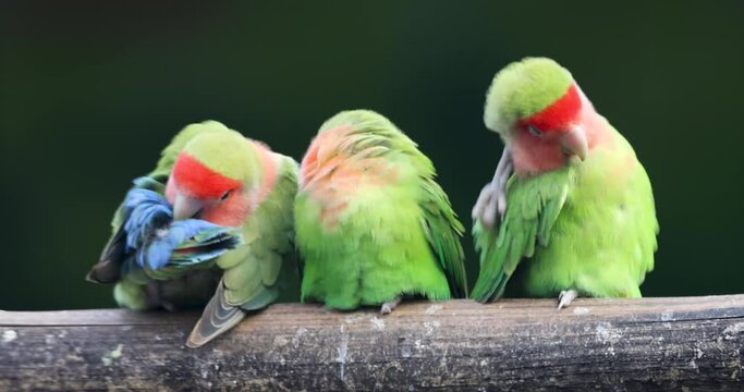 Colorful Rosy faced love birds on the log against dark background.