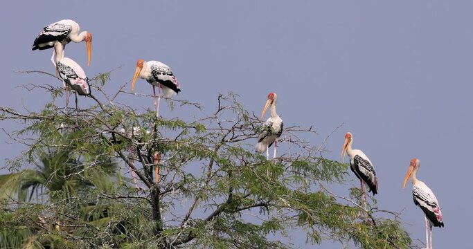 Colorful painted storks on the tree at Lake Kolleru in India.
