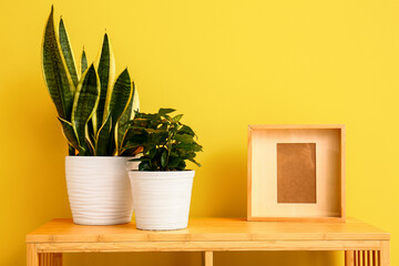 Green houseplants on shelf near yellow wall